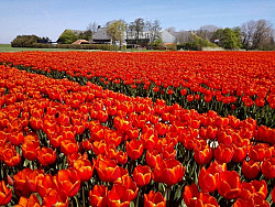 Projectverpakking 1.800 biologische tulpenbollen